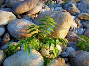 sprout vs rock