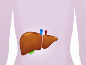 What Happens to your liver when: find out here ihelpc karen